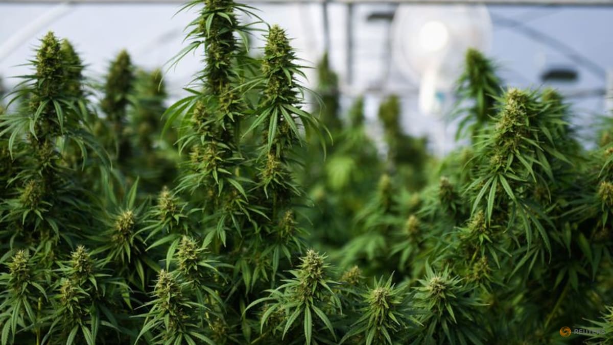 US eases access to marijuana for medical use 