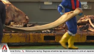 Baleen whale carcass found in Singapore waters likely collided with a vessel, died from impact