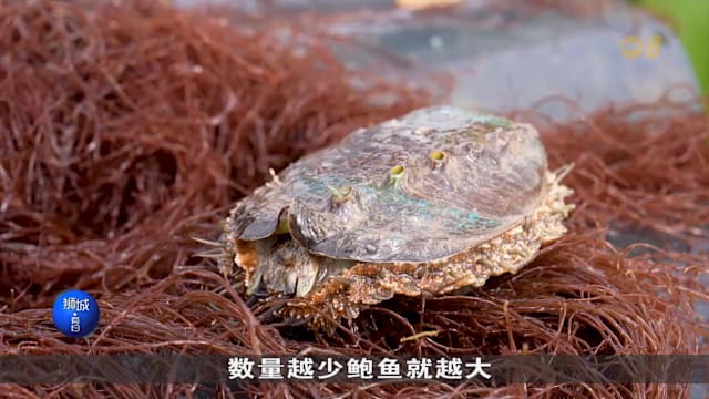  狮城有约  | 千里搬家只为避暑？揭秘鲍鱼“求生记” 