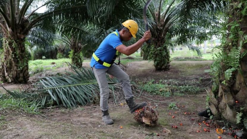 US bans Malaysian palm oil giant Sime Darby over forced labour US bans Malaysian palm oil giant Sime Darby over forced labour