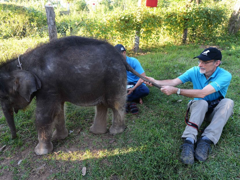 Survival of the unfittest: Vietnam’s disappearing elephants