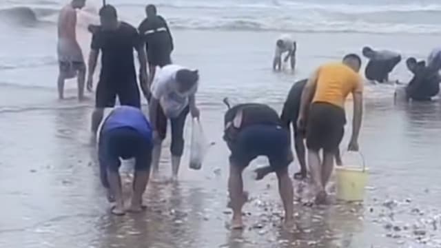 台风韦帕过境深汕海滩遍地海鲜  市民捡到“爆桶”