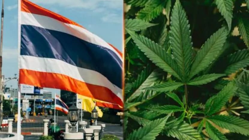 Penggunaan ganja di Thailand bakal berubah selepas pilihan raya