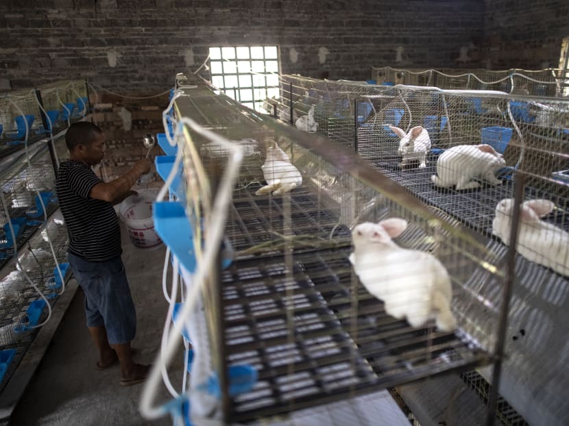 This photo taken on Aug 14, 2020 shows bamboo rat farmer Huang Guohua feeding the rabbits he raises after being forced to give up his bamboo rats business, in Shaoyang in central China's Hunan province.