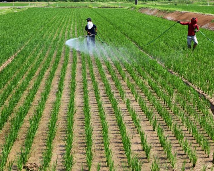 Japan food self-sufficiency ratio falls to 37%, below 2030 goal of 45%