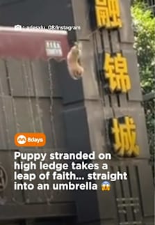 Fid someone call for paw patrol?  #8dayssg #8dayssgtrending #fypsg #dog #rescuedog 