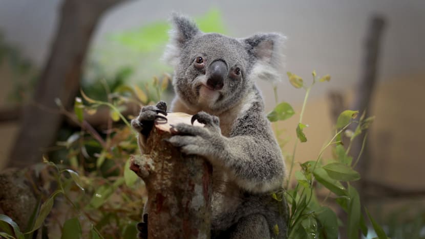 Visitors have until Jan 3 to visit koalas at Singapore Zoo