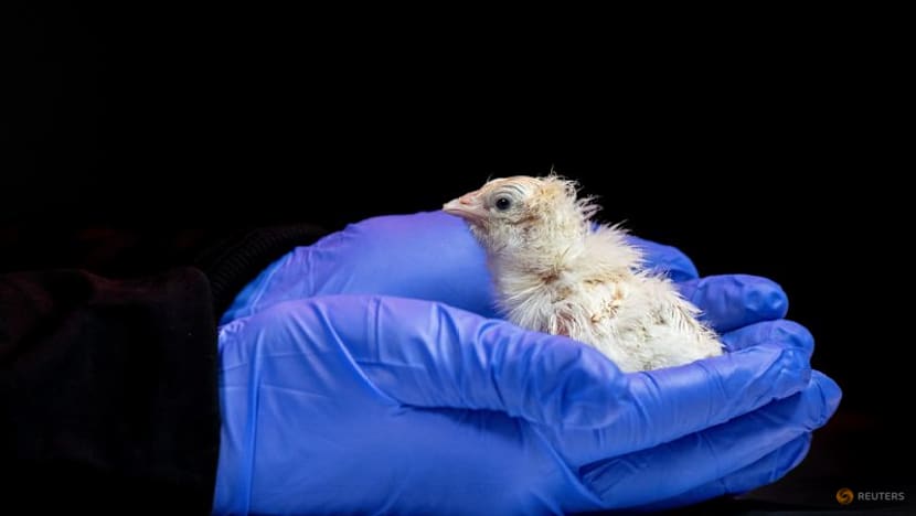 Chicks hatch from artificial egg as US company aims to revive extinct species