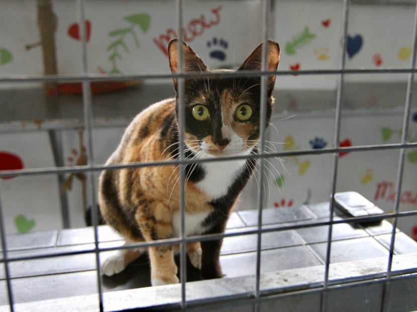 One of 105 cats at BFF, an independent shelter located at The Animal Lodge.