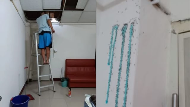 台男租房租到“蚂蚁窝” 网民：比凶宅还可怕