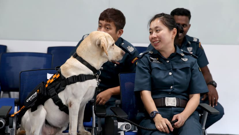 These sniffer dogs working for Certis are of a ‘national standard’ and just got their badges