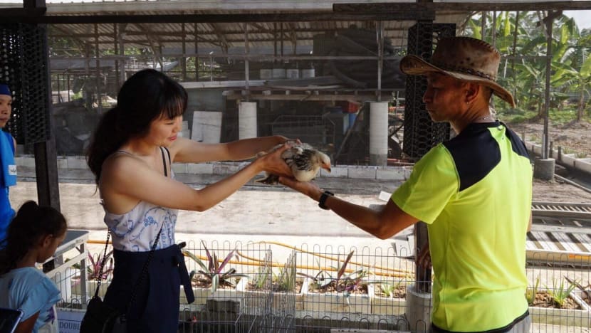 HDB resident in a flap with authorities over rearing chickens in flat