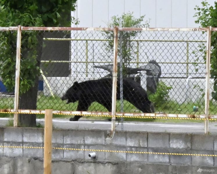 As bear encounters surge, Japan looks beyond culling