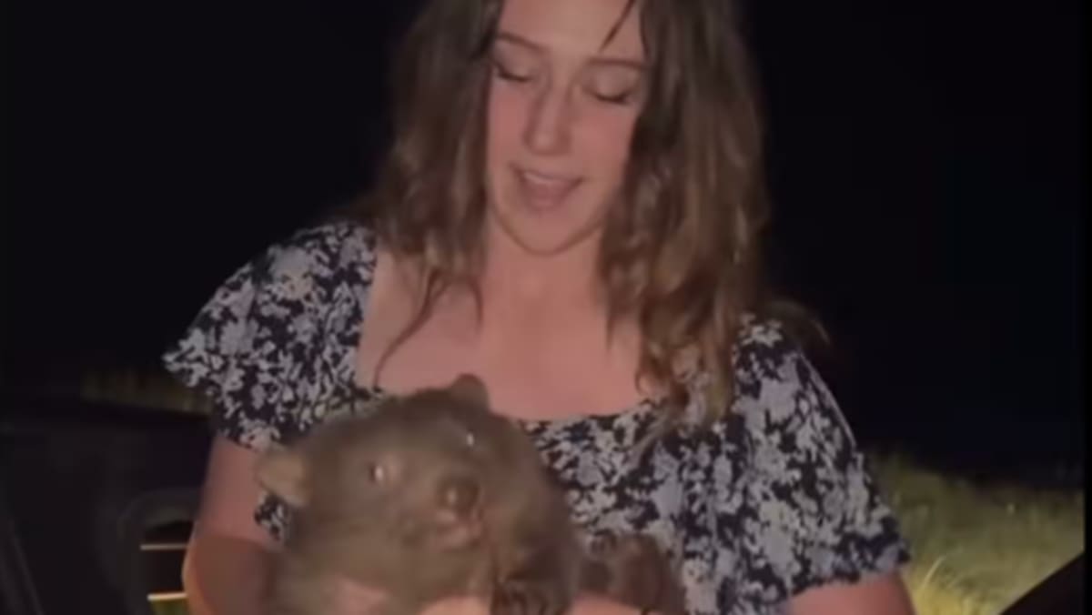 American influencer apologises for snatching Australian baby wombat following outrage