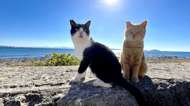 猫奴必访！获CNN认证“世界6大猫岛”之一的日本相岛