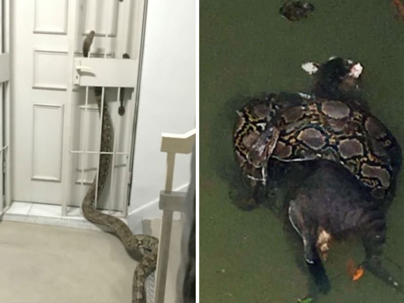(Left) A two-to-three metre long python slithering up a gate of a HDB flat in the Bukit Timah area on Sunday (Nov 27). (Right)A python took a cat as prey in a canal at Jalan Berseh in this photo posted on Monday. Photo: Clariss Lee, Twitter/LollyNia