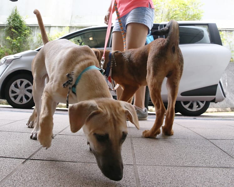 SOSD hopes UberPUPPIES will dispel misconceptions about street dogs