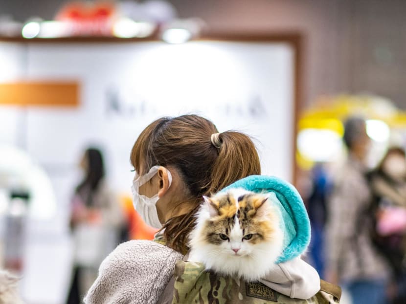 Commentary: 5 healthy new year’s resolutions to make for your pets Commentary: 5 healthy new year’s resolutions to make for your pets