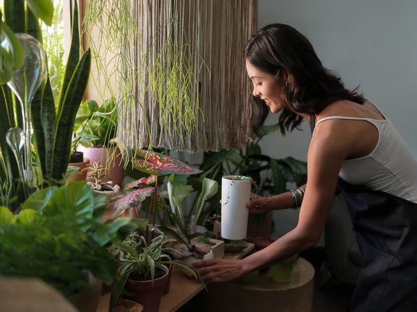 S$40,000 for a single plant? How much Singaporeans are splurging on their hobby