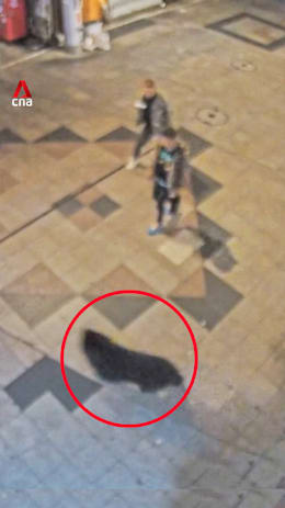 Japanese city suspends 94 schools after first-ever bear sighting
