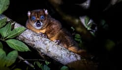 A community's fight to protect Indonesia's blue-eyed cuscus 