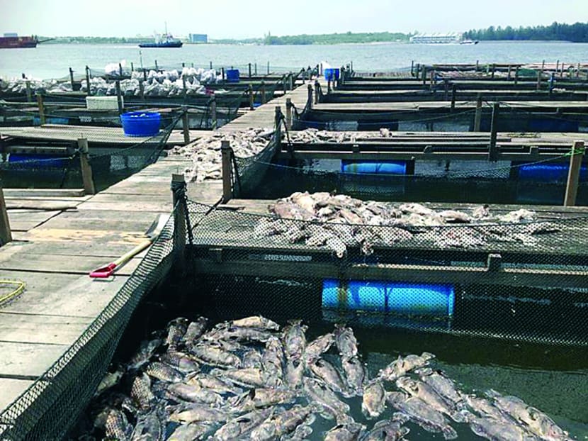Farmers losing S$15,000 to S$300,000 as mass fish deaths look set to continue