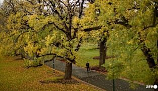 Climate-driven tree deaths speeding up in Australia: Study