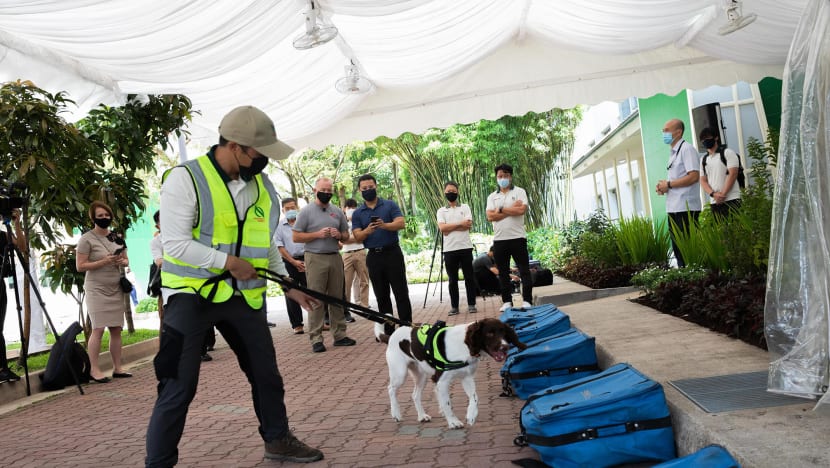 NParks opens forensics centre, launches dog unit to bolster Singapore’s fight against illegal wildlife trade