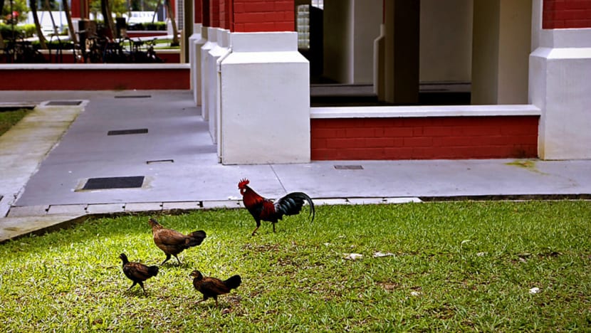 Culling of 24 chickens in Sin Ming ruffles feathers