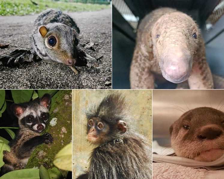 Prioritise 'charismatic' species such as otters, pangolins in conserving wildlife, say Singapore researchers