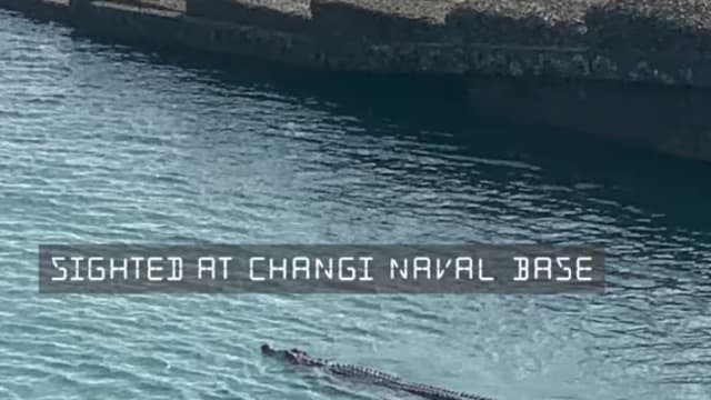 樟宜海军基地附近也出现鳄鱼 当局加强监测