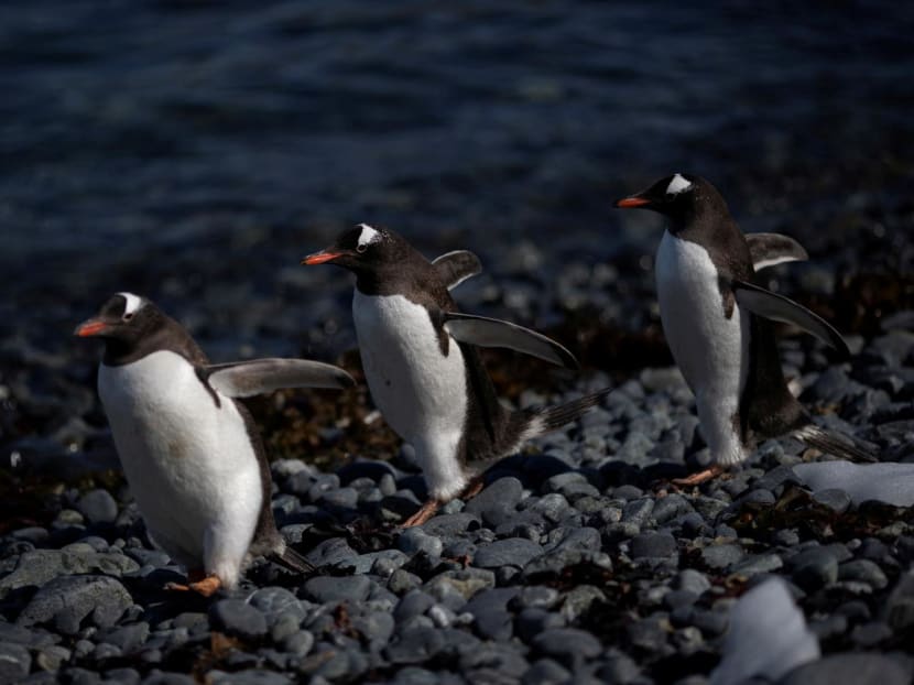 A group of gentoo penguins walk along Quentin Point, Anvers Island, Antarctica, on Feb 4, 2020.