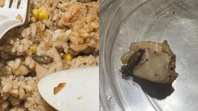 顾客的外卖吃出死蟑螂 Pepper Lunch：会进一步调查