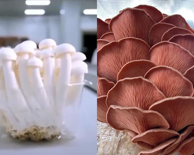 Looking for cheaper mushrooms? You may soon get them from Singapore’s newest farm that taps AI