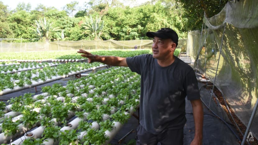 Vegetable farmers in Malaysia brace for lower crop yield as El Nino and haze loom Vegetable farmers in Malaysia brace for lower crop yield as El Nino and haze loom