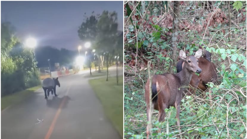 'It's like a thrill': More wildlife sightings in Singapore due to habitat change, people seeking out animals 'It's like a thrill': More wildlife sightings in Singapore due to habitat change, people seeking out animals