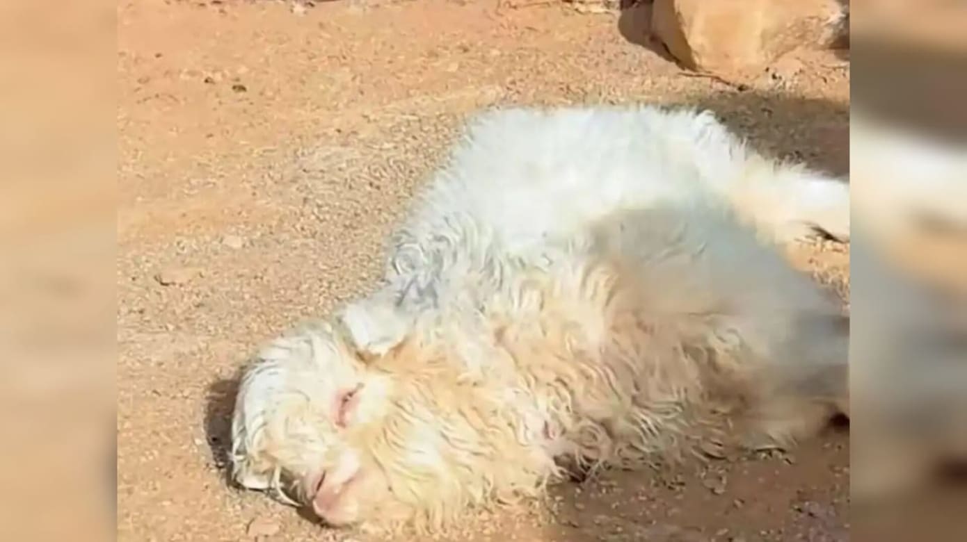 因会倒地装死而爆红 小羊身价飙至逾5万元