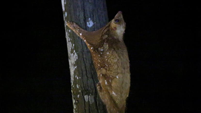 Getting up close and personal with wildlife, without them realising it