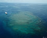 Great Barrier Reef at risk of 'collapse', scientists warn
