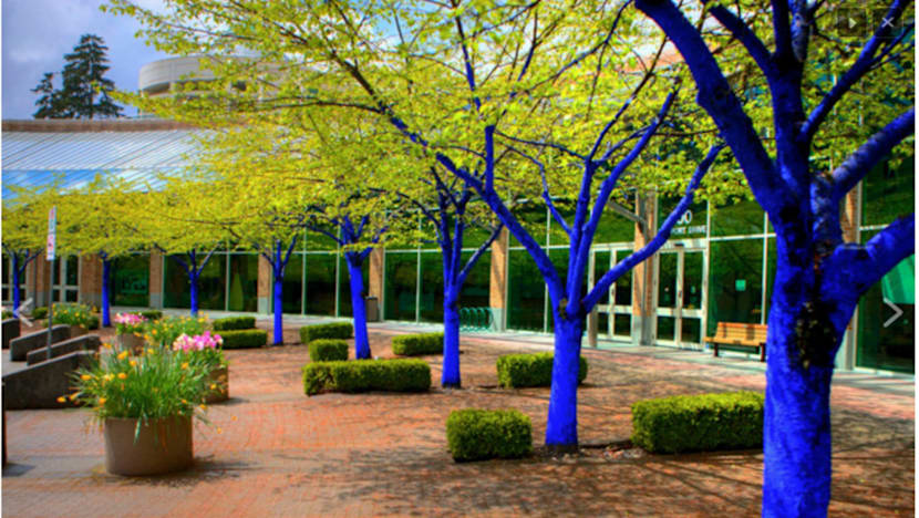 NParks does U-turn on art project to colour trees blue after backlash
