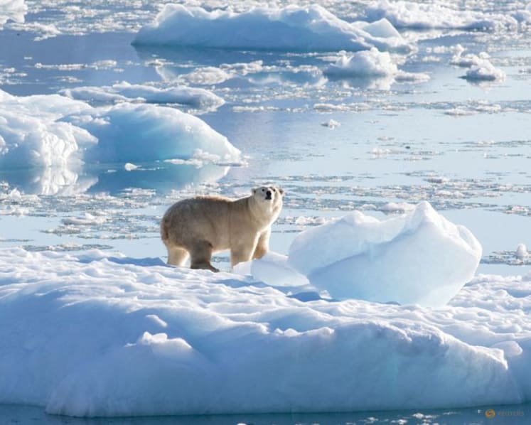 Scientists say study found a direct link between greenhouse gas emissions and polar bear survival