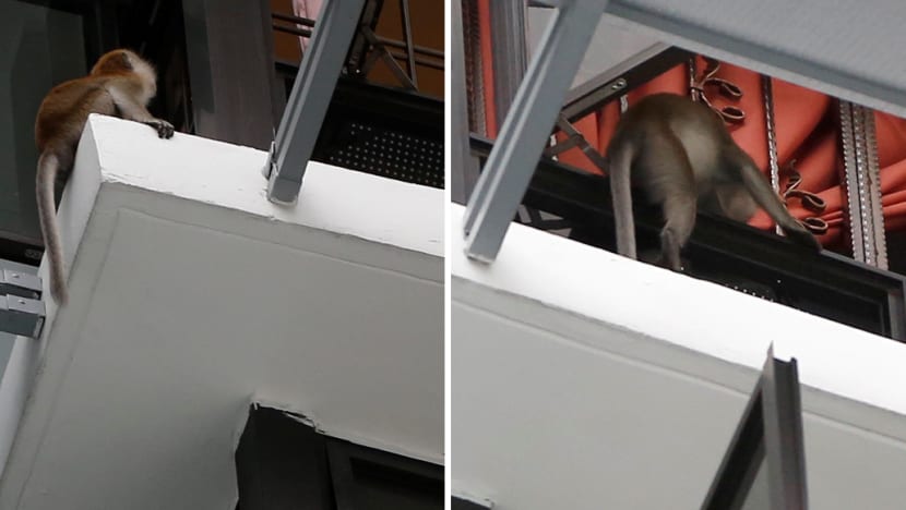 The Big Read: As animal encounters hit the headlines, a divide opens up