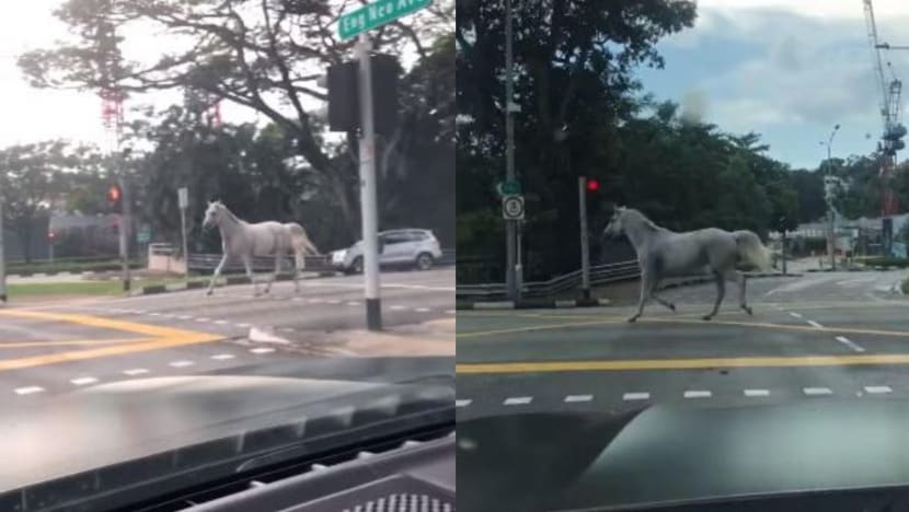 Kuda terlepas di Bukit Timah ditemui semula dalam 15 minit