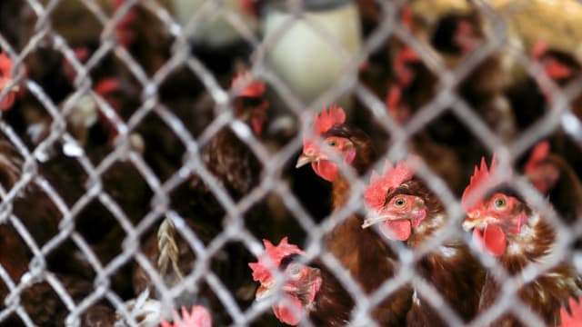 中国一名妇女感染H3N8禽流感死亡 相信是世界首宗 