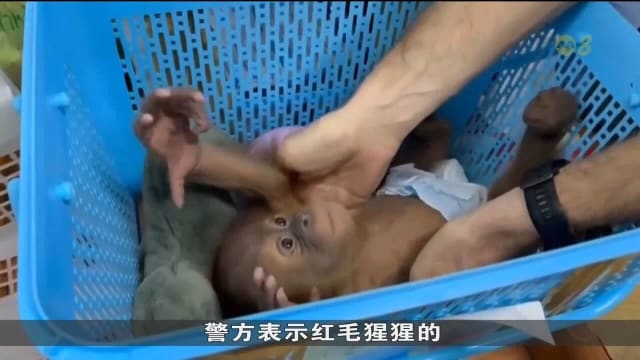 泰国警方打击野生动物走私案 救出极度濒危红毛猩猩幼崽