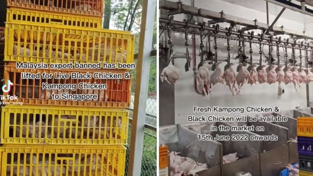 本地供应商：马国禁令局部解封 明起甘榜鸡和乌鸡重返狮城