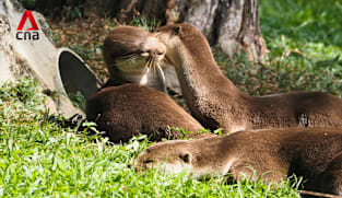 The people who find and count Singapore's otters