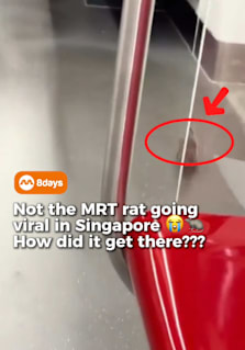 A rat was spotted running inside an East–West MRT line train in Singapore over the weekend, with videos of passengers lifting their feet quickly going viral online. Following the incident, SMRT Corporation said pest control measures at train stations and depots will be intensified, and reminded commuters not to eat or drink on trains or in stations as food scraps may attract pests. According to SMRT, rats can occasionally enter trains through station platforms, track areas, undercarriage gaps or gangways between train cars. What more can we do to ensure better pedt control? Let us know your thoughts below ⬇️ #8dayssg #8dayssgtrending #singapore #pestcontrol #MRT