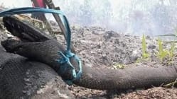Related article image