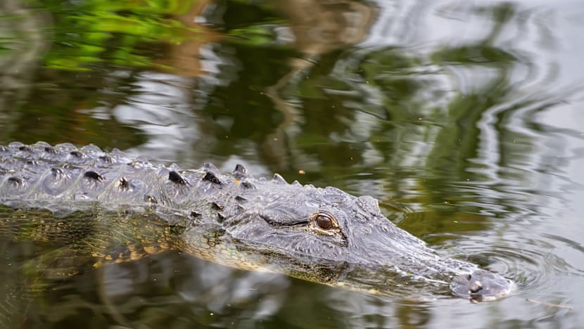 பங்களாதேஷ் குடியேறிகளைத் தடுக்க இந்தியாவில் முதலைகளைக் கொண்ட 'உயிருள்ள' வேலி!